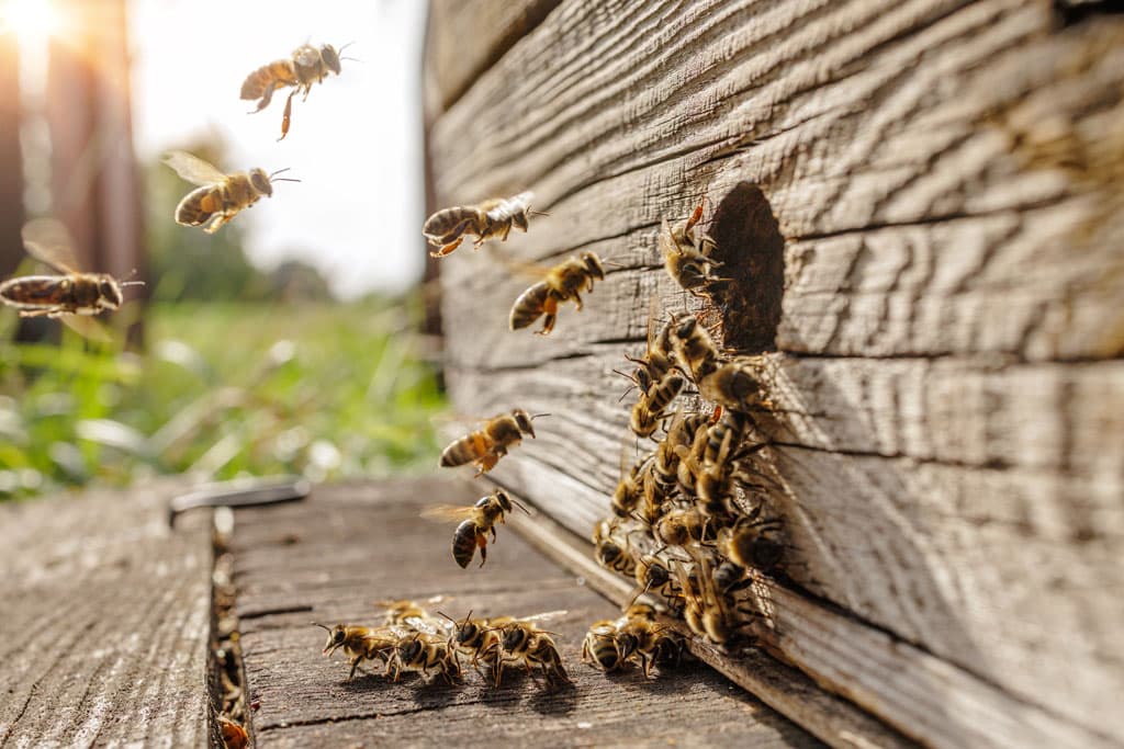 Beekeeper tending to hives